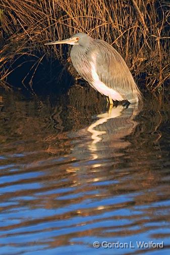 Hunkered Heron_30523.jpg - Tricolored Heron (Egretta tricolor) hunkered down out of a cold dawn wind. Photographed along the Gulf coast near Port Lavaca, Texas, USA. 